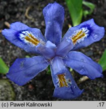 Iris cristata (kosaciec grzebieniasty)