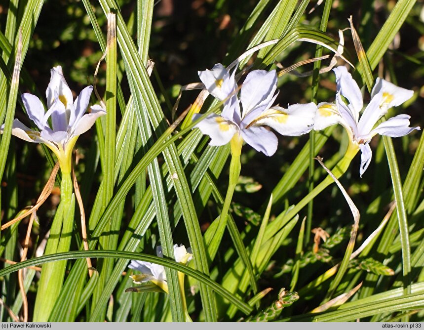 Iris goniocarpa