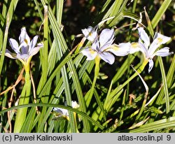 Iris goniocarpa