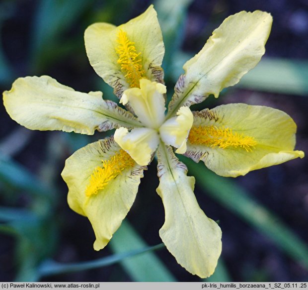 Iris arenaria var. borzaeana