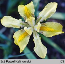 Iris arenaria var. borzaeana