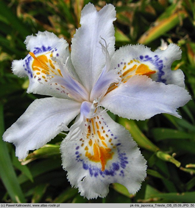 Iris japonica (kosaciec japoński)