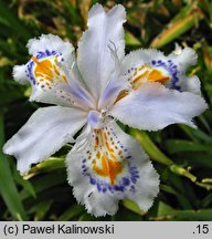 Iris japonica (kosaciec japoński)