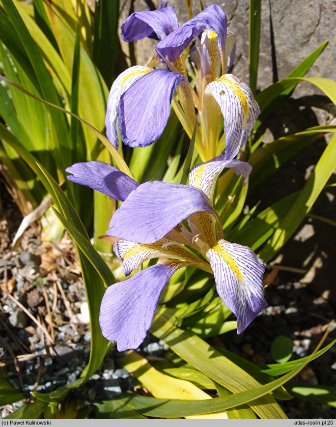 Iris lazica