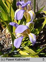 Iris lazica