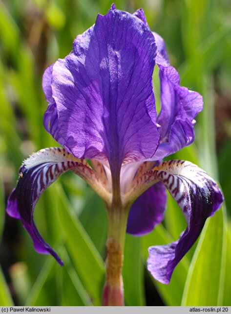 Iris lutescens