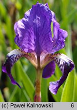 Iris lutescens