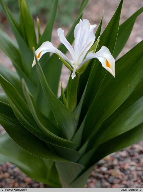 Juno magnifica (juno wspaniałe)