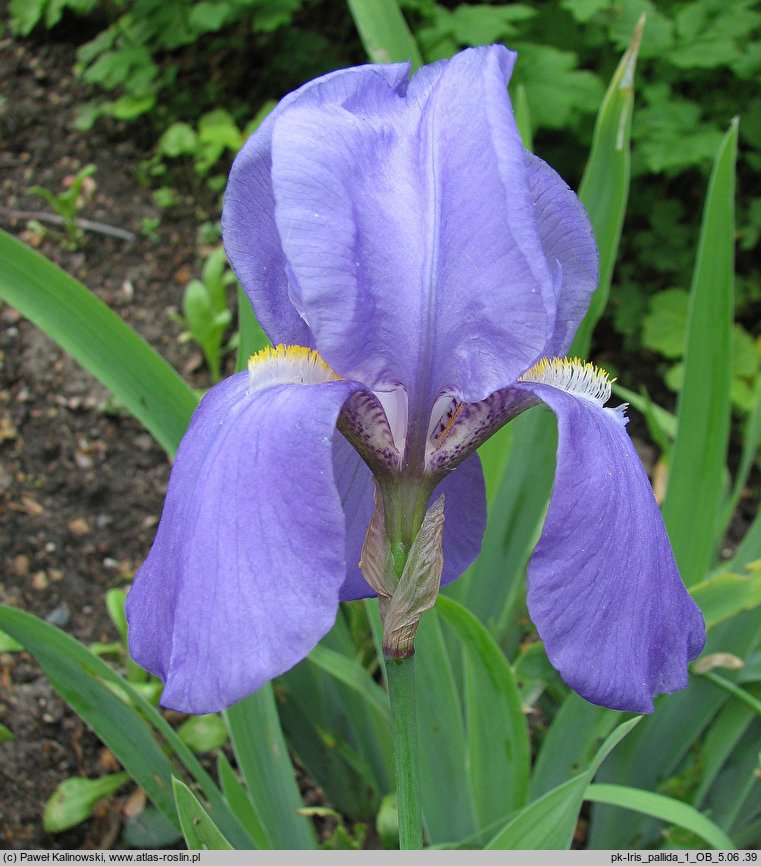 Iris pallida (kosaciec blady)