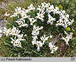 Iris pumila (kosaciec niski)