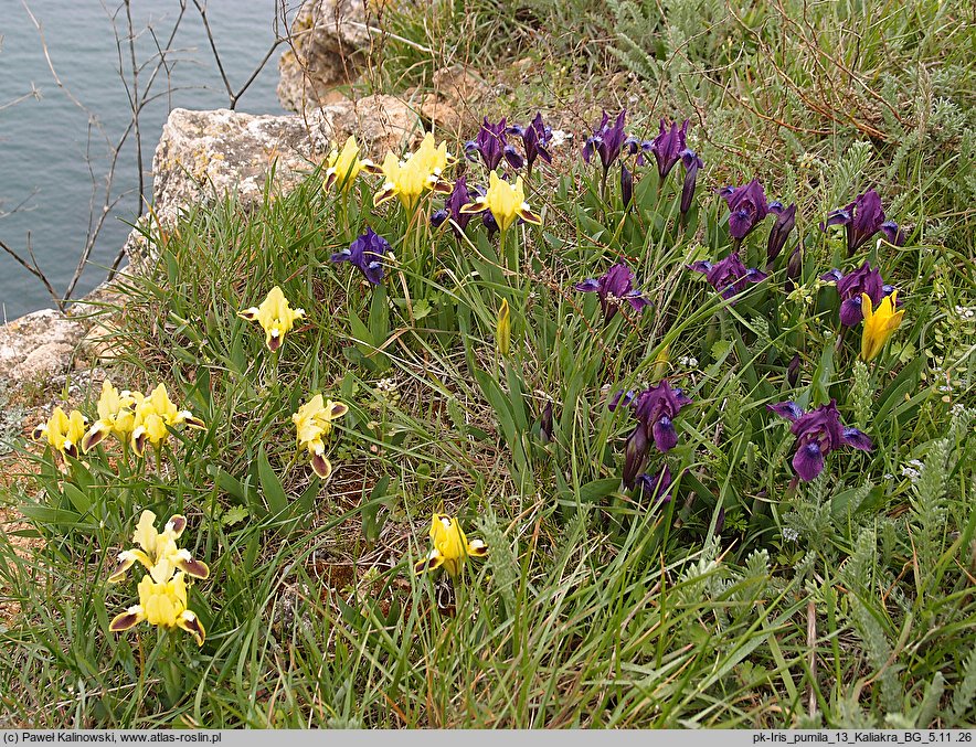 Iris pumila (kosaciec niski)