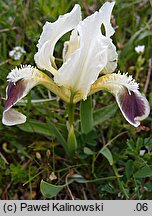 Iris pumila (kosaciec niski)