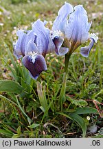 Iris pumila (kosaciec niski)