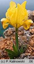 Iris pumila (kosaciec niski)