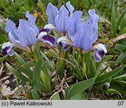 Iris pumila (kosaciec niski)