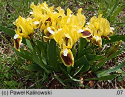 Iris pumila (kosaciec niski)