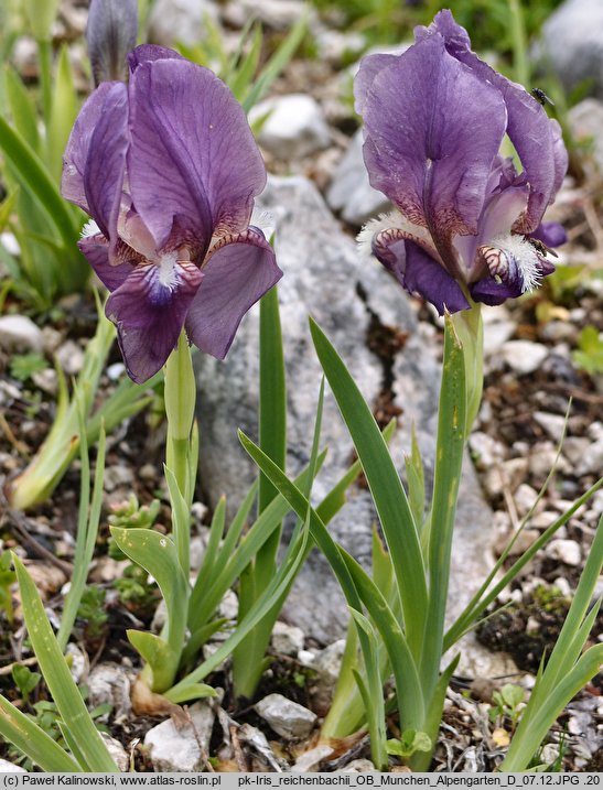 Iris reichenbachii (kosaciec Reichenbacha)