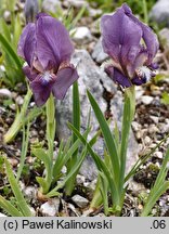 Iris reichenbachii (kosaciec Reichenbacha)