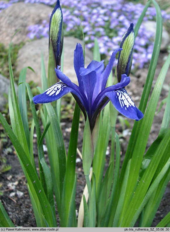 Iris ruthenica (kosaciec ruski)