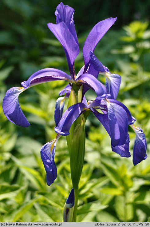 Iris spuria (kosaciec fałszywy)