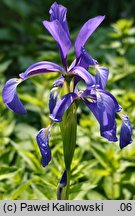 Iris spuria (kosaciec fałszywy)