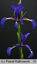 Iris spuria (kosaciec fałszywy)