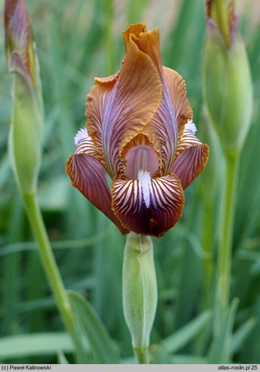 Iris stolonifera