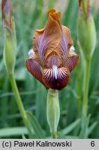 Iris stolonifera