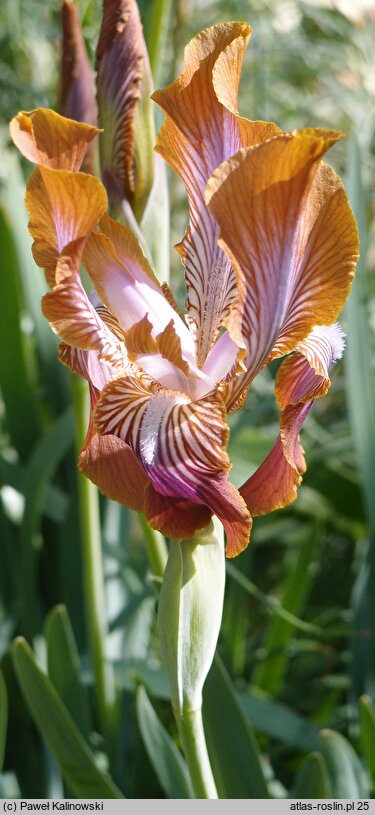 Iris stolonifera