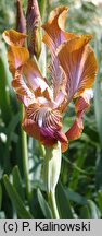 Iris stolonifera