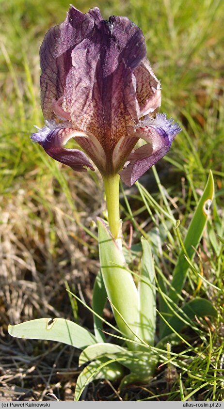 Iris suaveolens