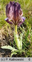 Iris suaveolens