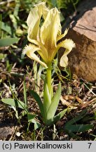 Iris suaveolens