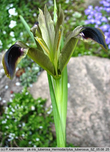 Iris tuberosa (kosaciec bulwiasty)