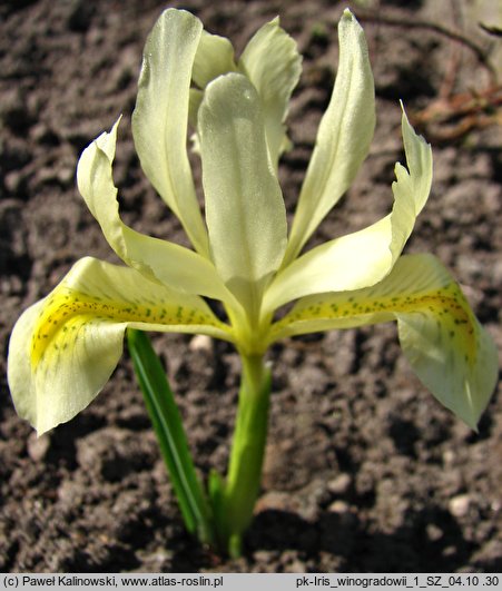 Iris winogradowii