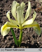 Iris winogradowii