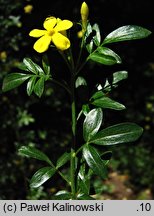 Jasminum fruticans (jaśmin krzewiasty)