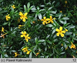 Jasminum fruticans (jaśmin krzewiasty)