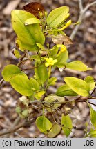 Chrysojasminum odoratissimum