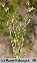 Juncus ranarius (sit żabi)