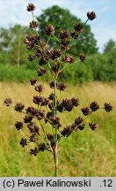 Juncus atratus (sit czarny)