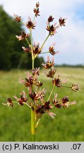 Juncus atratus (sit czarny)