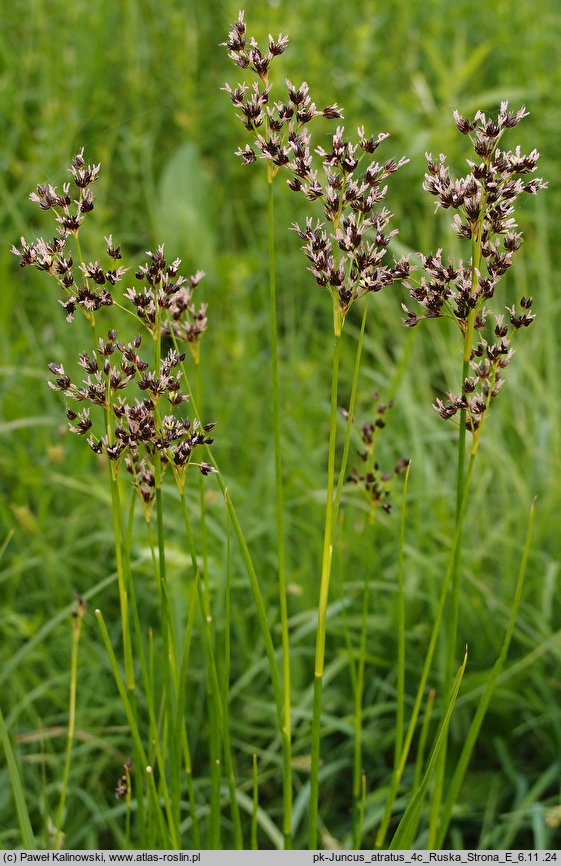 Juncus atratus (sit czarny)