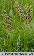 Juncus atratus (sit czarny)