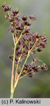 Juncus atratus (sit czarny)