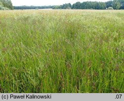 Juncus atratus (sit czarny)