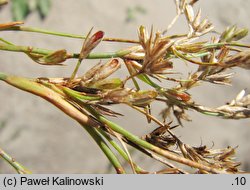 Juncus ranarius (sit żabi)