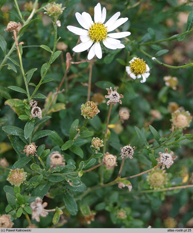 Aster incisus (kalimeris wciętolistna)