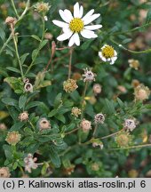 Aster incisus (kalimeris wciętolistna)