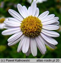 Aster incisus (kalimeris wciętolistna)